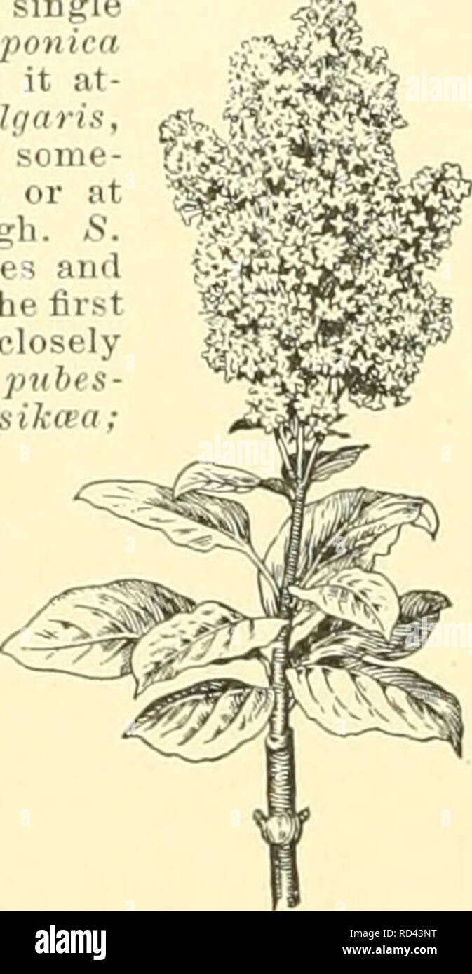 . Cyclopedia of American horticulture, comprenant des suggestions pour la culture de plantes horticoles, les descriptions des espèces de fruits, légumes, fleurs et plantes ornementales vendues aux États-Unis et au Canada, ainsi que des notes biographiques et géographiques, et d'un synopsis du règne végétal. Jardinage -- Dictionnaires ; plantes -- Amérique du Nord des encyclopédies. 1760 SYRINGA. 2450. Syrinsa villosa. (X 1 à 5.) Les lilas sont en fleurs très voyante, surtout lorsqu'amassé en groupes, et ces comme une règle sont les plus efficaces les moins de variétés différentes qu'ils contiennent. Le mélange de Banque D'Images