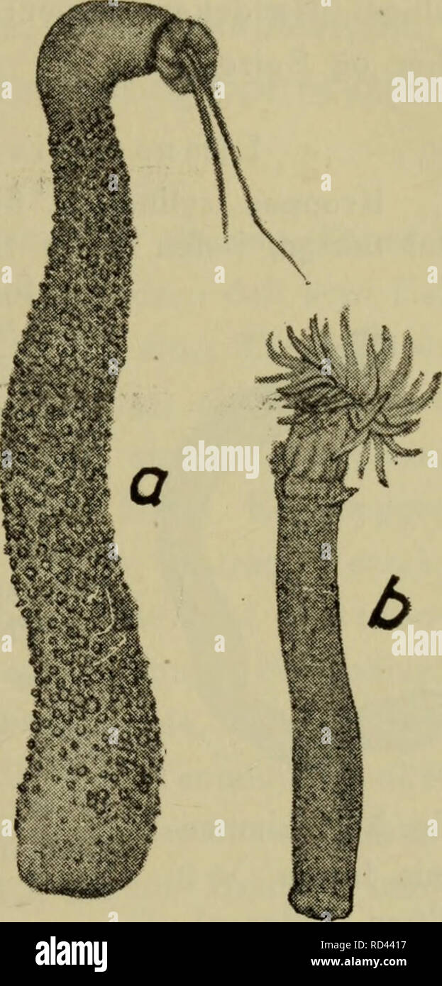 . Illustrerede haandbøger la faune ; den danske plus dyreverden... 105 levende vivre ukendt. J'konserveret Laengden indtil Tilstand le ca. 3,6 cm og Bredden 0,5 cm. J'forekommer dybeste Arten de Dele af Skagerak, og et Eksemplar er at ligheten Skagen og Lyse- kil paa 200 m. Den findes desuden ved den norske Vestkyst fra ]je åderen Skierstadfjord Syd til (dodo) je Nord. Dybde-Udbredelsen er ca. 200 -640 m. [2. (Diiben Paraedwardsia sårsii &AMP ; Koren). (Fig. 53 b). Physa lille. Scapus med en tynd spredte og périderme, smaa Tenaculi. Polygonalt Laengde Scapulus med 8- ribber. Jusqu'à 20 g Banque D'Images