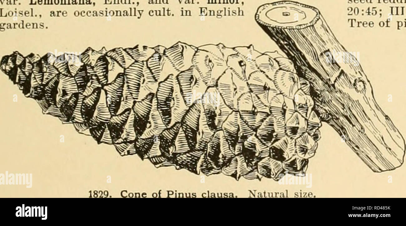 . Cyclopedia of American horticulture : comprenant des suggestions pour la culture de plantes horticoles, les descriptions des espèces de fruits, légumes, fleurs et plantes ornementales vendues aux États-Unis et au Canada, ainsi que des notes biographiques et géographiques. Jardinage ; horticulture ; horticulture ; l'horticulture. 1830. P : l'Autriche Pinus laricio, var. Austriaca (X 14).. 38. Thiinbergi, Pari. {P. Massoni&amp;na, Sieb. &Amp ; Zucc, -pas Lamb.). Pin noir japonais. Arbre, à 100 ft. ou, à l'occasion, 120 ft., avec la diffusion, souvent un peu tombant des branches, formant une vaste, pyramida Banque D'Images