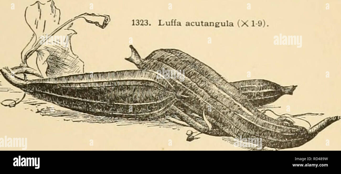 . Cyclopedia of American horticulture : comprenant des suggestions pour la culture de plantes horticoles, les descriptions des espèces de fruits, légumes, fleurs et plantes ornementales vendues aux États-Unis et au Canada, ainsi que des notes biographiques et géographiques. Jardinage ; horticulture ; horticulture ; l'horticulture. LUPINUS 949 acutingula, Roxbg. Fietida (L., Cav.). Chantez-kwa de Chinois. Gratuit^. 1323. Lvs. arrondies, lobées, à peine dentées très grossièrement : ovaire lO-nervurée, en un mûrissement des fruits côtelés fortement. Tropiques. Gt. 48, p. 136. L.H.B. LUfSIA (après Don Luis de Torres, de â dont Banque D'Images
