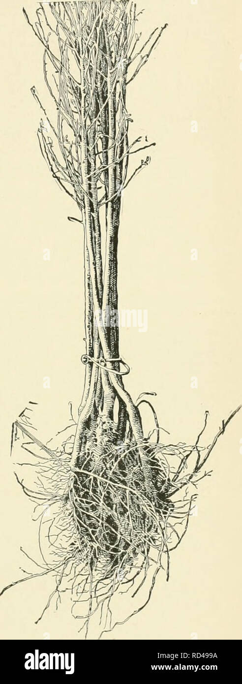 . Cyclopedia of American horticulture, comprenant des suggestions pour la culture de plantes horticoles, les descriptions des espèces de fruits, légumes, fleurs et plantes ornementales vendues aux États-Unis et au Canada, ainsi que des notes biographiques et géographiques. Le jardinage. Pomologie la surface d'ameublissement du sol bo mai tôt au printemps avec un cutaw ou autres outils de travail, possible, toutefois, sur de très lourdes 1 ajoute l'humus et protège " la cuisson dans l'hiver. ured en brisant le haut- Litawav Barrow, gang plow niMV nnt être pos- rogi si il label r cas, d'utiliser les cultures de couverture Â£ le legumi Banque D'Images
