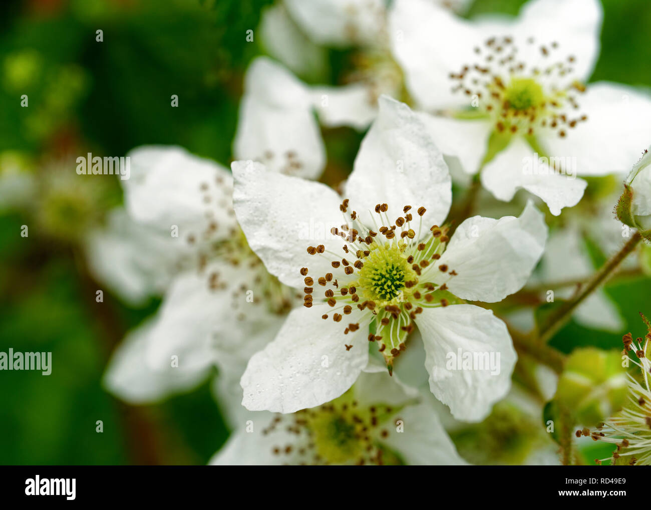 La floraison des plantes Blackberry à l'état sauvage. Banque D'Images