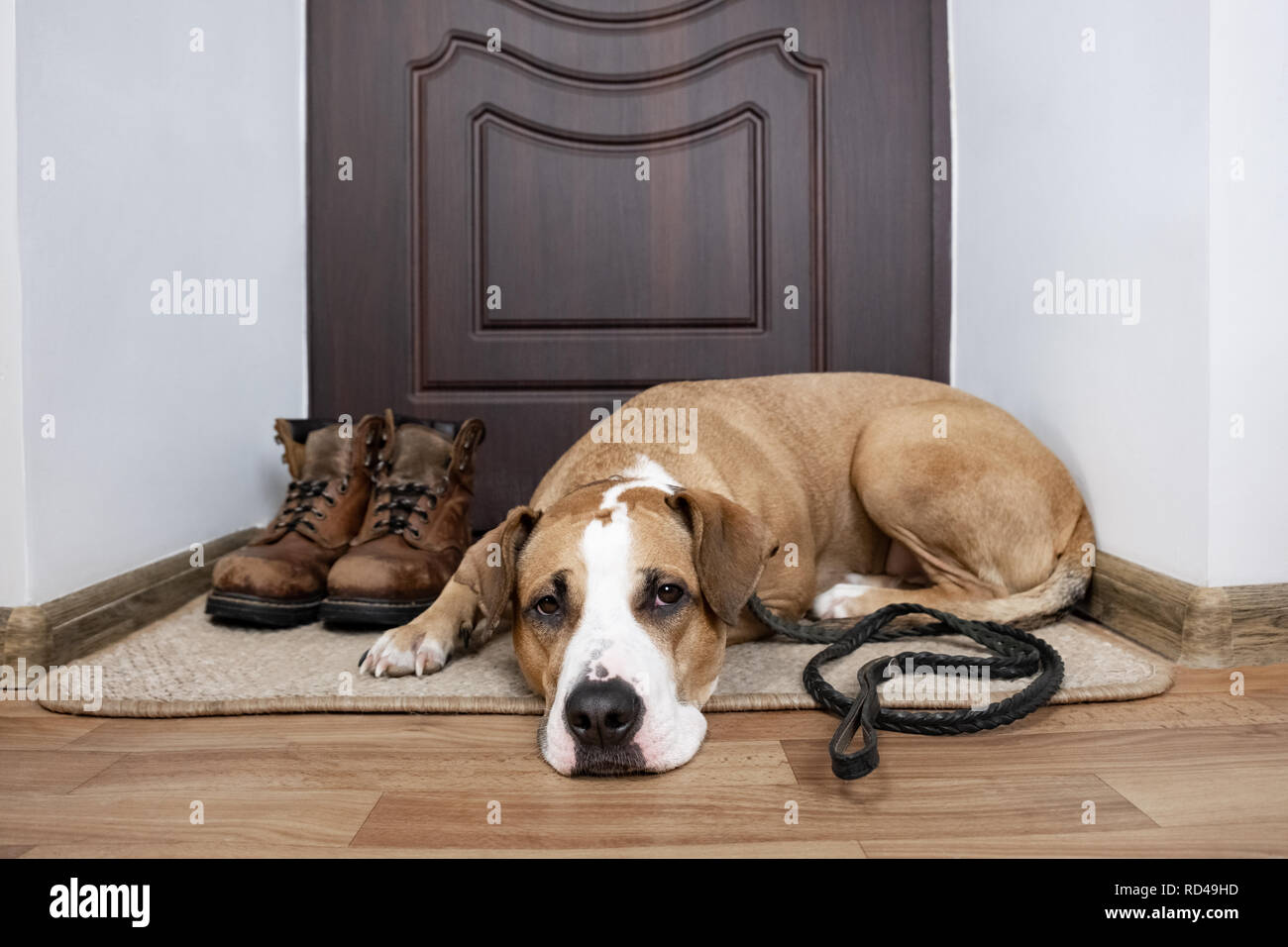 Chien avec une laisse en attente d'une marche. Staffordshire terrier chien avec une laisse allongé sur une natte près de la porte de l'appartement. Banque D'Images