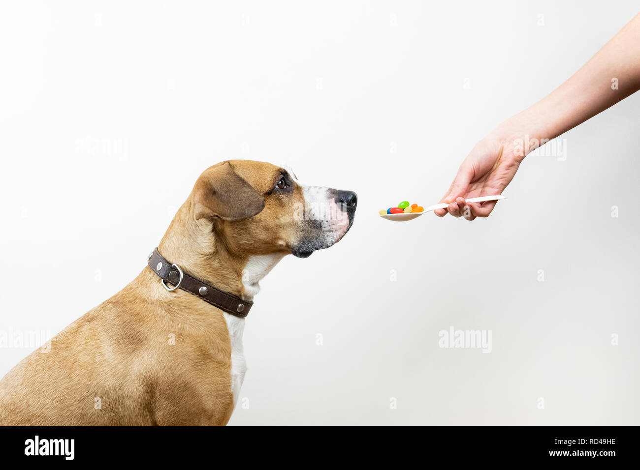 Cuillère avec pilules médecine donnant à un chien. La femelle donne une cuillère pleine de vitamines ou de médicaments pour l'animal, concept de soins de santé pour animaux de compagnie Banque D'Images