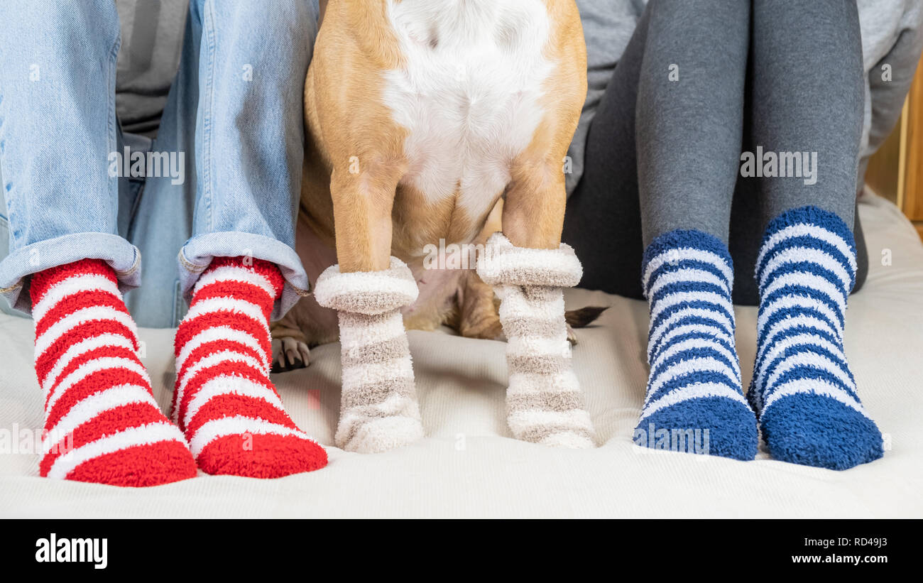 Staffordshire terrier et deux personnes assis sur le lit de porter des chaussettes rayées. Les propriétaires d'animaux et de chiens en chaussettes colorées assis sur dans la chambre, co Banque D'Images