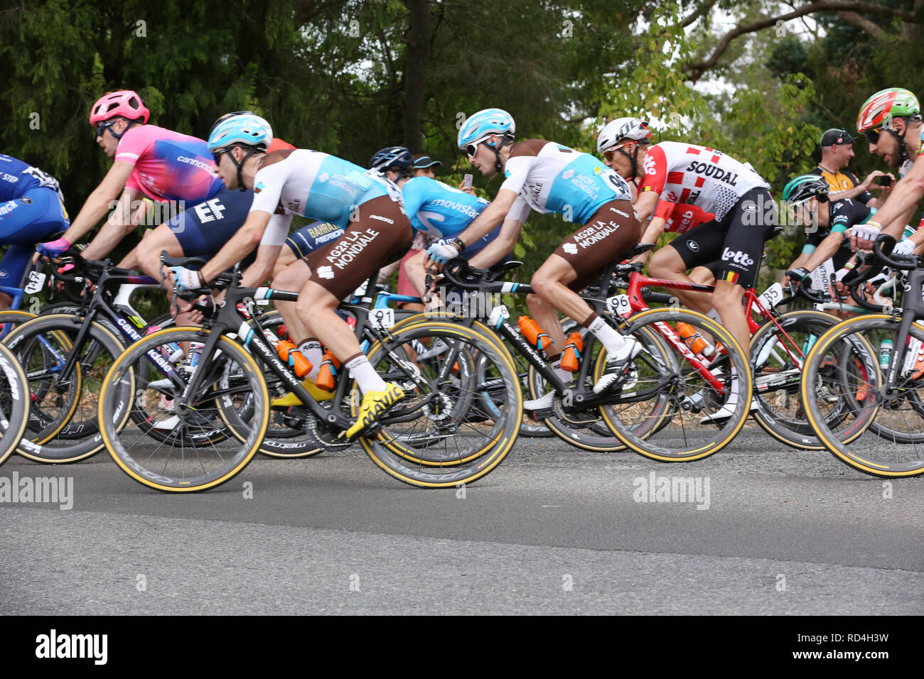 Riders en compétition dans l'étape 3 du Tour Down Under 2019 la course de vélo à travers les collines d'Adélaïde. Banque D'Images