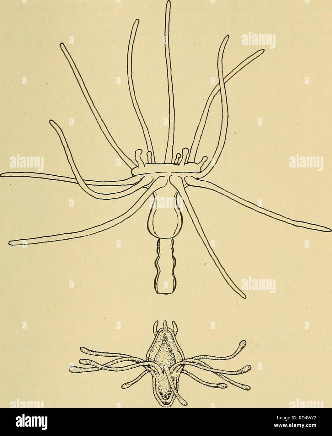 . Illustrerede haandbøger la faune ; den danske plus dyreverden... 61 Indsnøringer. L'uden Endodermen Laengdestribning. Hydran- ther betydelig foregaaende mindre end hos Art, lyserøde, med ca. 25 Tentakler basale (ca. 8 mm lange) og talrige. Fig. 29. Tubularia larynx ; nederst fritsvømmende Actinula (efter Allman) ; øverst en Actinula, der nylig sat har- udvik og rapide sig laissez en kort Stilk ; note de øverste Tentakler, Korte, capitate (tegnet efter Exemplar levende). Tentakler Kredse distale plus je. 6-12 Korte, grenede Rendez- noforbaerere. Gonoforer eumedusoide Køn af begge, som Regel med tre rud Banque D'Images