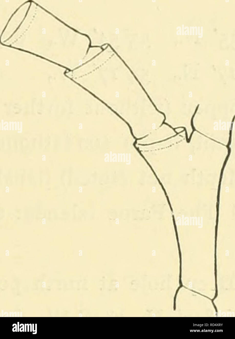 . L'Ingolf danois-expédition. Animaux marins animaux marins ; ; ; Hydrographie Hydrographie ; des expéditions scientifiques. HYDROIDA II 39 mâles sont très ovale allongée, les femelles de forme ovale allongée, en forme de saucisse fortement courbées, avec un court col cylindrique au milieu ou sur la moitié basale de l'gonotheca, et sur le côté concave de la même. La marge d'ouverture niveau ; dans l'ouverture elle-même une paire de hydrauths. Matériel : "Thor" 63°3o' N., 2o°j4' W., profondeur 80 mètres. Les îles Féroé : Boronses 13 milles dans N75W., 30 brasses de profondeur. Sur une piste de danse précédente (1913 p. 13) J'ai déclaré qu'Halecium Bea Banque D'Images