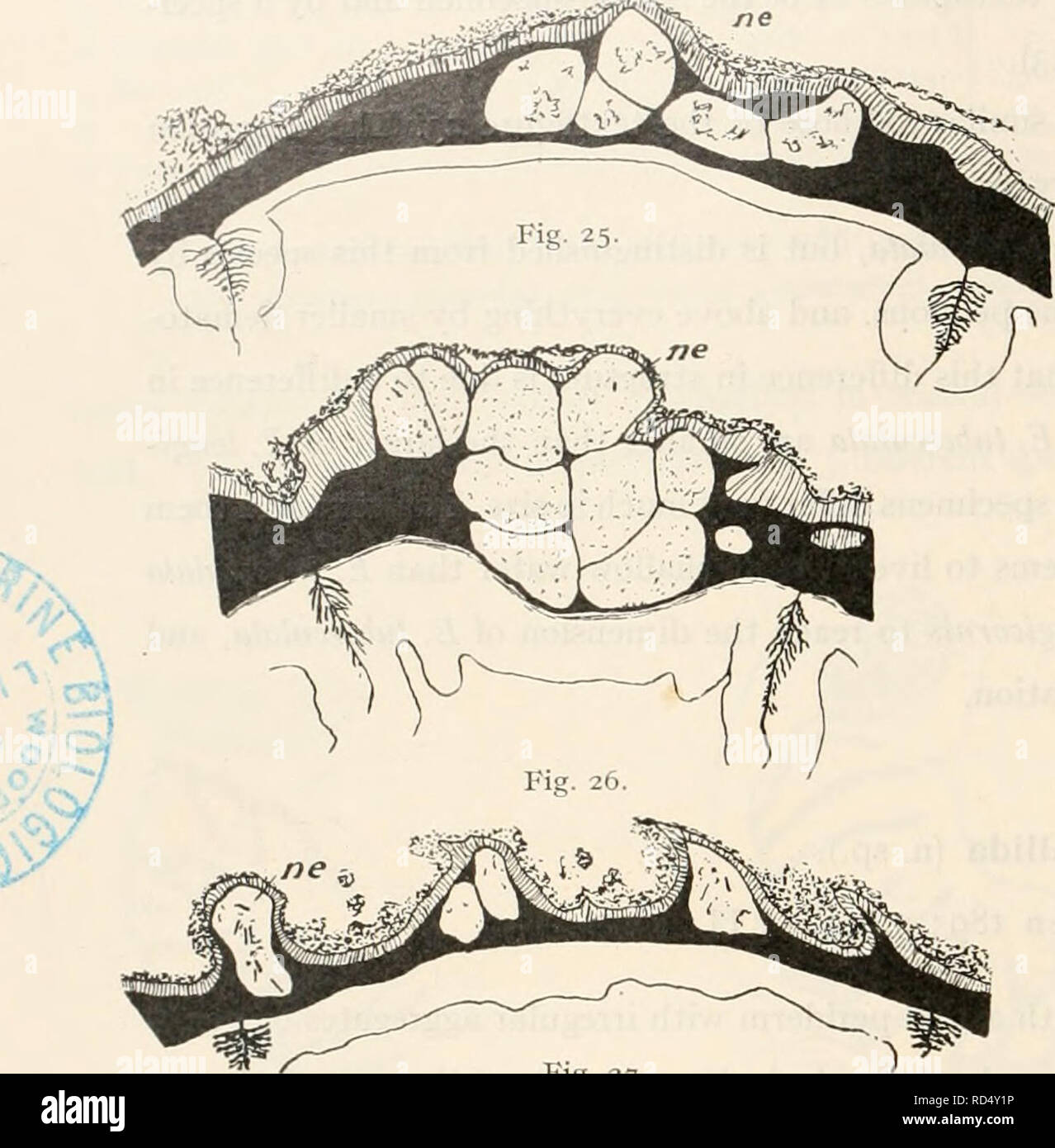 . Le Ingolf-Expedition danois. Expéditions scientifiques ; l'océan Arctique. 36 wliite ACTINIARIA 4 place et souvent un autre à la base des tentacules. Disque oral jaune-blanc, avec des stries brun nrnmifl la bouche. Dimensions en état très prolongé d'environ 6 cm. de long, généralement plus courte, l'étendue de 0,3 à 0,4 cm. Événement. La Suède. Bohuslan, Vaderoarne 8-10 fms., de sable (Carlgren, Oestergren) avec E. longicornis, mais moins fréquentes que tliis espèces. - 60 fms. (Gunhild-Exp. 1878). Aspect extérieur. L'eau chaude est bien développé. Les scapus est pourvu d'une fine, sUghtly périderme adhérentes, commun Banque D'Images