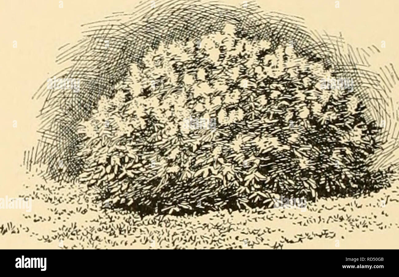 . Cyclopedia of American horticulture : comprenant des suggestions pour la culture de plantes horticoles, les descriptions des espèces de fruits, légumes, fleurs et plantes ornementales vendues aux États-Unis et au Canada, ainsi que des notes biographiques et géographiques. Jardinage ; horticulture ; horticulture ; l'horticulture. 2450. Syringa villosa. 1760 Les Lilas Syringa sont très s,h(en à t.io.im especi"^Ih -nhen amassé en groupes et ii j'inl étain ni plus efficace la moins d'aneth. 1 ii i ' ^ nt ,dans le mélange d'espèces et ^ m h e r et saison de floraison onl&gt ; --i i i ii iii t 1 ) d Banque D'Images