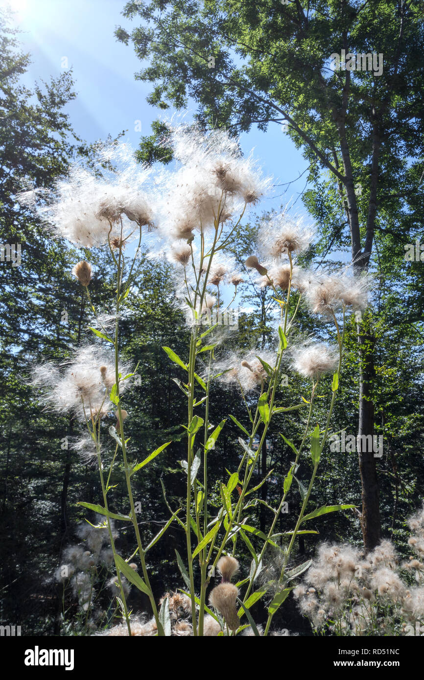 Chardon des champs avec des aigrettes plumeuses au soleil Banque D'Images