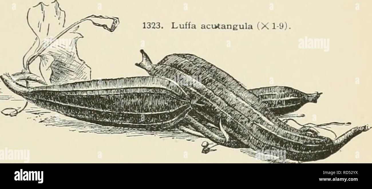 . Cyclopedia of American horticulture, comprenant des suggestions pour la culture de plantes horticoles, les descriptions des espèces de fruits, légumes, fleurs et plantes ornementales vendues aux États-Unis et au Canada, ainsi que des notes biographiques et géographiques. Le Jardinage. acutangula, Koxbg. Fwtida (L., Cav.)- Sing-kwa de Chinois. Fig. 1323. Lvs. arrondies, lobées, à peine dentées très iely : ovaire lO striées, le mûrissement dans un rihhpH frnit civ drt"Tiir" »    Hf 4S. Tl  ^l. fi T TT T" uoomeu grossièrement L.I ; ovaire ru-iiuucvi iipcui fruits côtelés, fortement. Tropiques. Gt. 48, p. 136. LDISIA Banque D'Images