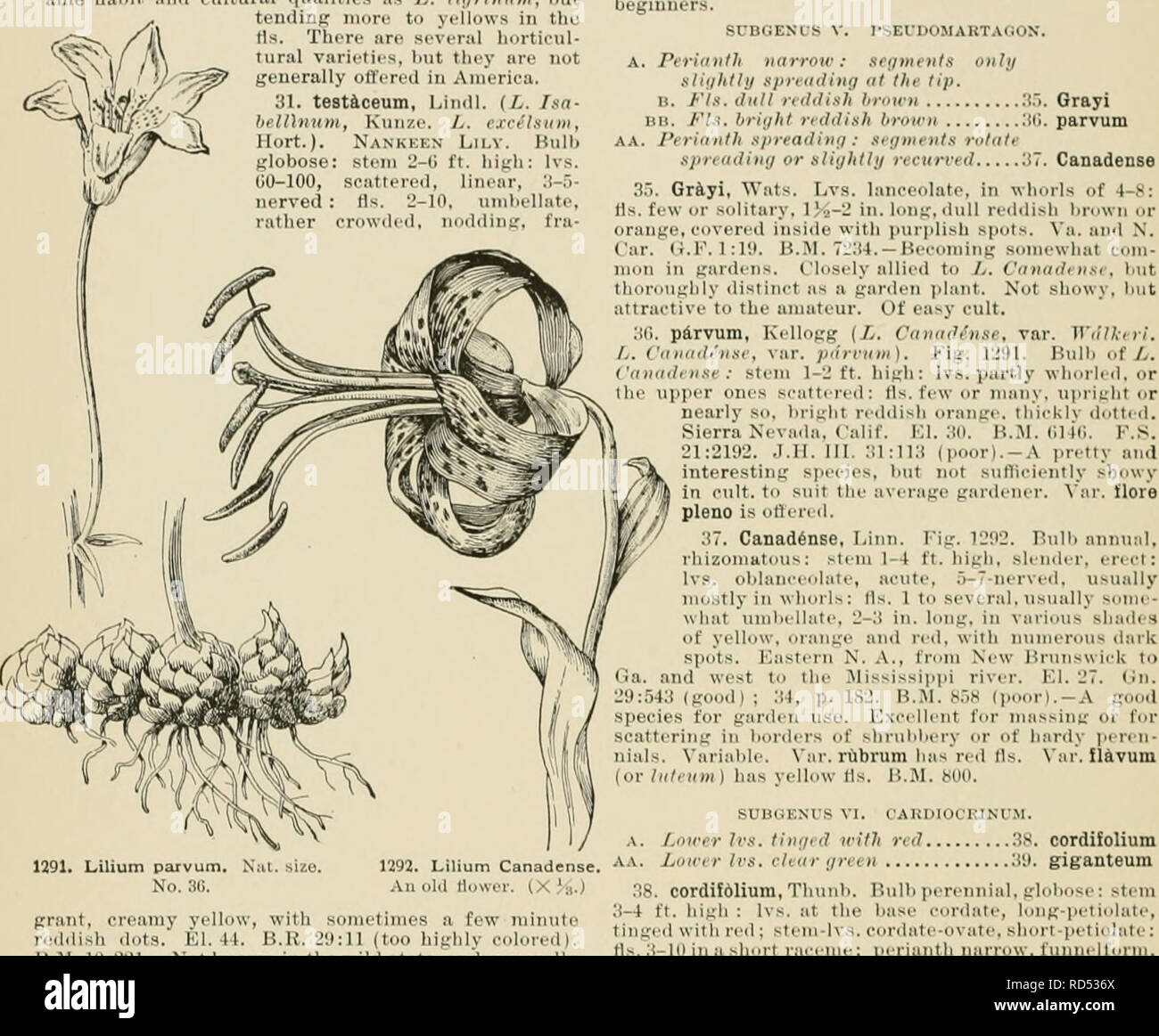 . Cyclopedia of American horticulture, comprenant des suggestions pour la culture de plantes horticoles, les descriptions des espèces de fruits, légumes, fleurs et plantes ornementales vendues aux États-Unis et au Canada, ainsi que des notes biographiques et géographiques. Le jardinage. LILIUM 922 30. Maxim6wiczii {Kegel, L. LeMitlini, crochet. Pseudo-tiijrhium L., t'lirr.). Globulaires ampoule : tige j;-3 pieds de haut, mince, à la base décombantes : IVS. 30^0, éparpillés, linéaire, 3-nerved : slj. quelques-uns, en stabulation libre, corymbe répartis sur des pédicelles, jaune citron lumineux, la lumière orange ou rouge. irpli bien épais n'ith(- mi p Banque D'Images