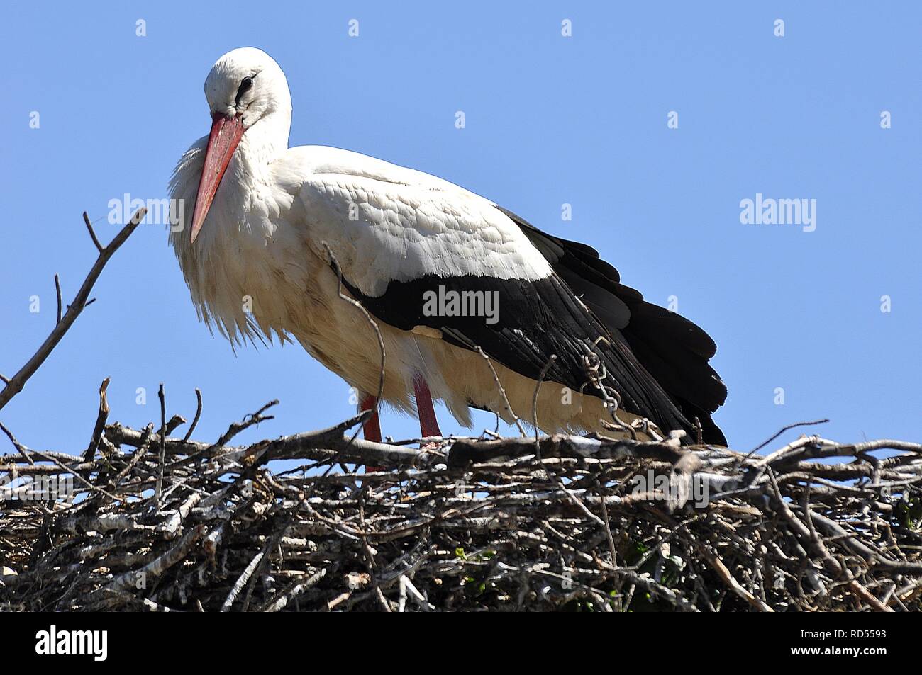 Cigogne blanche européenne. Banque D'Images