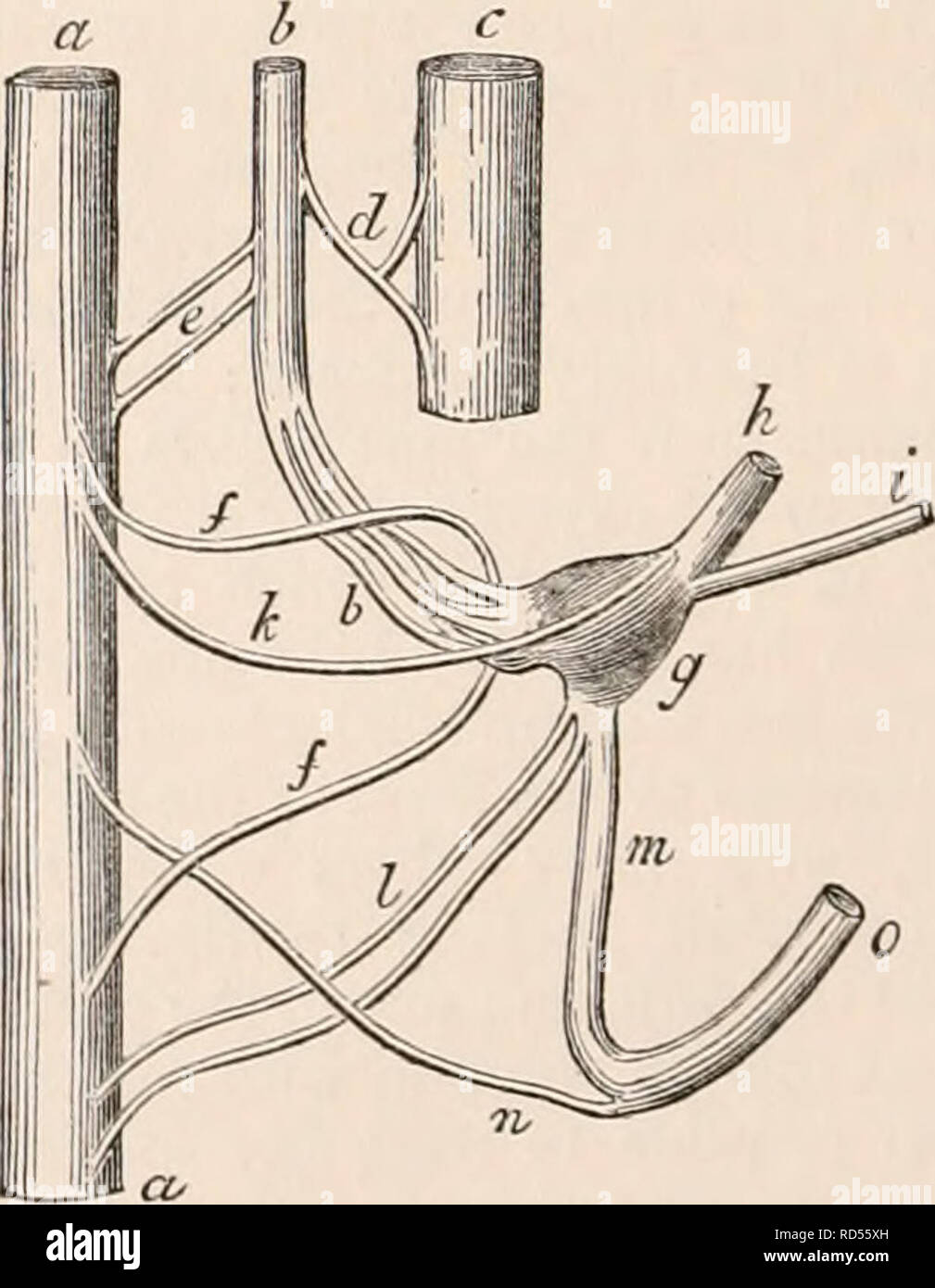 . La cyclopaedia d'anatomie et physiologie. Anatomie ; physiologie ; Zoologie. 548 SEPTIÈME PAIRE DE NERFS. fonctionnalités dans l'anatomie de la septième, qui nécessitent une dissection plus artificielle ou de l'examen de vérification. L'origine de la portio intermedia, plutôt que de l'extérieur du visage le plus, a été déjà parlé, et le nerf est alors attribuable à une union européenne, plus ou moins complète, avec la partie vestibulaire voisins du nerf auditif. Au-delà de ce point de vue adopté la respectant, d'être certains- que contradictoires, comme absolument discor- dant. La très diffèrent Banque D'Images . La cyclopaedia d'anatomie et physiologie. Anatomie ; physiologie ; Zoologie. 548 SEPTIÈME PAIRE DE NERFS. fonctionnalités dans l'anatomie de la septième, qui nécessitent une dissection plus artificielle ou de l'examen de vérification. L'origine de la portio intermedia, plutôt que de l'extérieur du visage le plus, a été déjà parlé, et le nerf est alors attribuable à une union européenne, plus ou moins complète, avec la partie vestibulaire voisins du nerf auditif. Au-delà de ce point de vue adopté la respectant, d'être certains- que contradictoires, comme absolument discor- dant. La très diffèrent Banque D'Images