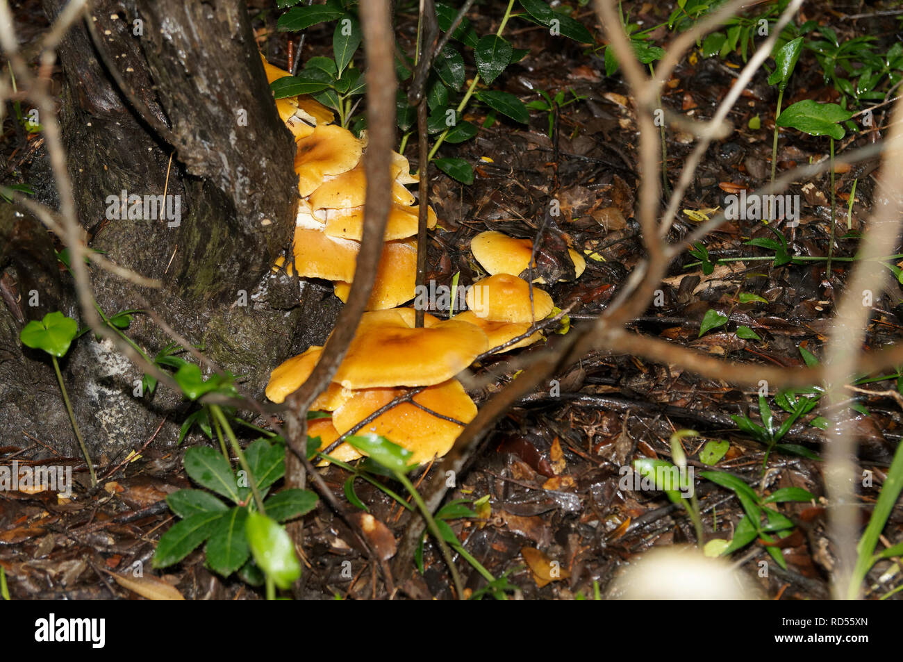 Close up of Omphalotus olearius, connu sous le nom de jack-o'-lantern, champignons vénéneux est un champignon orange. Sud de la France, Var. Banque D'Images