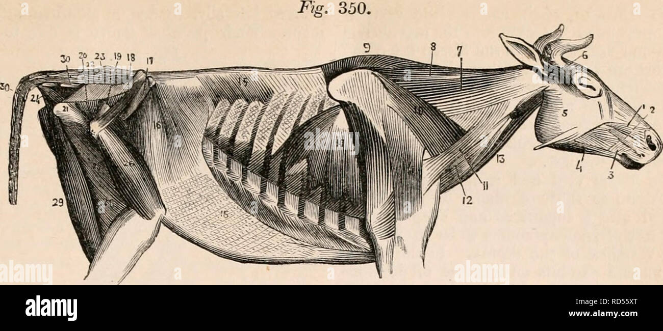 . La cyclopaedia d'anatomie et physiologie. Anatomie ; physiologie ; Zoologie. N.  %. 350. 525. Voir o le muscles profonds du tronc dans le boeuf. (À partir de Gurlt.) levat. lab. super. ; 2, 3 ; nasi pyramidalis, buccinator ; 4, lab. de l'abaisseur inférer. ; 5 ; 6, les masséters, temporalis ; 7, 8 ; capitis splénius, levat. ang. pap. ; 9, 10 ; rhomboideus, serratus major ; 11, habitant secundum deltoidei ; 12, 13 ; scalenus anterior, habitant. secuud sterno-maxillaris ; 14, le ravisseur brachii supérieur ; 15, serrat. publier, inférieurs, 16 muscle obliquus, ; 17, 18 ; muscle iliacus, gluteus medius ; 19, glut, minimus ; 20, glut, maxi Banque D'Images