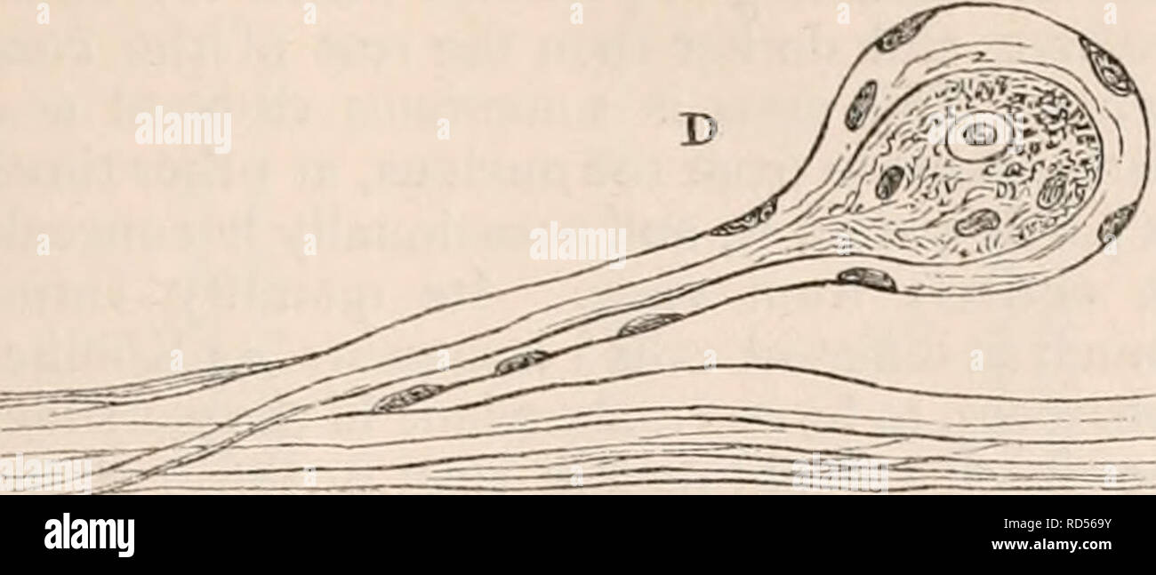 . La cyclopaedia d'anatomie et physiologie. Anatomie ; physiologie ; Zoologie. Sympathique. 435 spécimens de caractéristique sont soit examiné la différence est suffisamment marqué ; pourtant à la Fig. 285.. D'une succursale de l'intérieur du nerf coccygien la dure-mère de l'homme. (Mag. 3oO diam.) Après Kolliker. certaines parties des branches de la sympathique dans les animaux supérieurs il est difficile de limiter les deux espèces de tissus, et entre les plus caractéristiques des fibres et beaucoup d'em- tissus testament parlent le plus de ressemblance frappante avec existe. Dans la distribution de l'ultime, il semble sympathique Banque D'Images