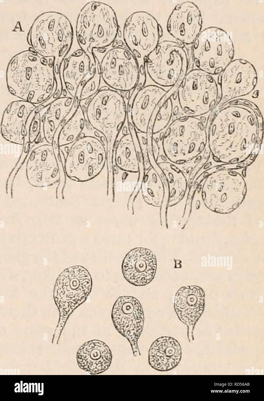 . La cyclopaedia d'anatomie et physiologie. Anatomie ; physiologie ; Zoologie. Sympathique. 433 les fibres nerveuses organiques. Selon *, l'Purkinje-fibres nerveuses ganglionnaires sont beaucoup plus fins que ceux appartenant à la système cérébro-spinale ou les fibres animales. Il décrit ce dernier comme contenant deux substances,-une couche externe qui s'exécute sous la forme d'un tube dans la fibre élémentaire dans son fourreau, immédiatement et interne, qui occupe le creux dans de l'ancien e résultats t-. Les gaines tubulaires des fibres élémentaires du système ganglionnaire contiennent, d'autre part, pas de double fond ; e Banque D'Images