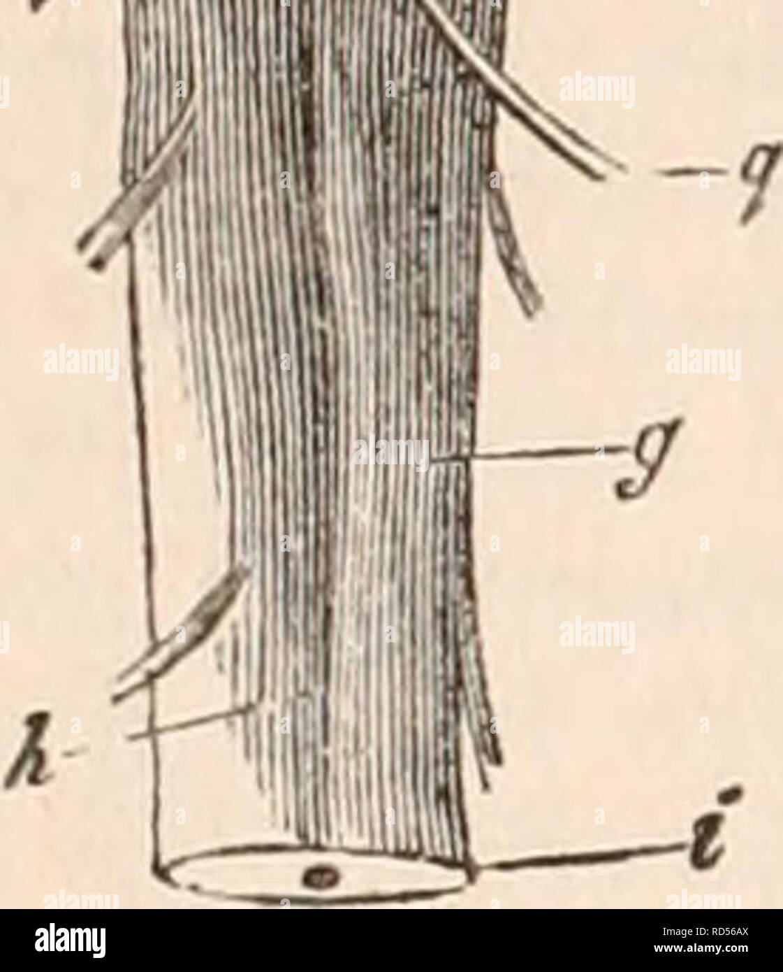 . La cyclopaedia d'anatomie et physiologie. Anatomie ; physiologie ; Zoologie. Une première masse cérébrale, ou tubercule olfactif, b, tubercule olfactif tranché, montrant sa structure solide, c, deuxième masse cérébrale ou lobe optique, de grande taille relative. d, lobe optique, coupés pour faire connaître la cavité interne, e, les tubercules dans la cavité. f troisième masse cérébrale ou du cervelet, de la langue-sha- ped, g, la moelle épinière, h, fis longitudinal postérieur de la moelle épinière, j, canal central de la moelle épinière ,,, k, les nerfs olfactifs. /, Les nerfs optiques, m, cinquième paire de nerfs, n, acous- tique, nerf o, glossopha- ryngeal nerf de C Banque D'Images