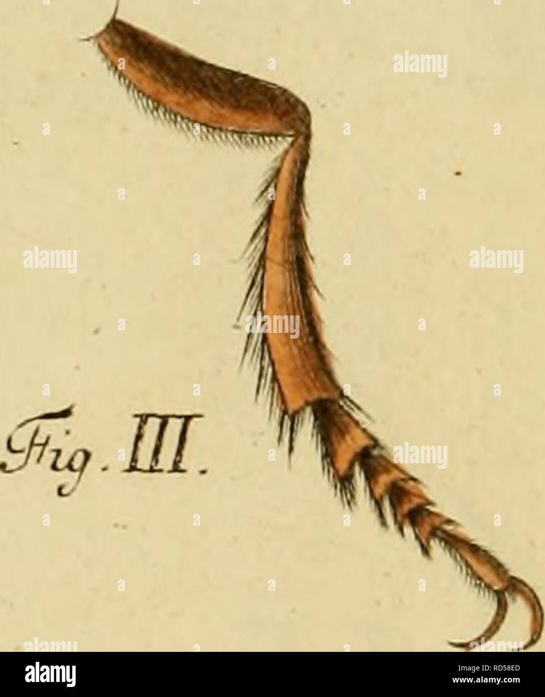 . Elementa entomologica : CXXXV aere excusae floridisque tabulae ...