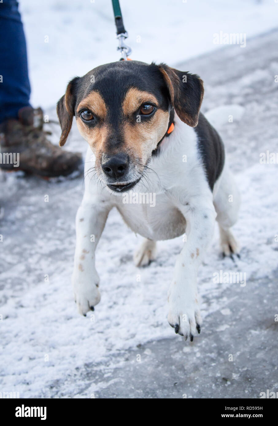 Jack Russell Terrier en promenade sur une rue enneigée en hiver Banque D'Images