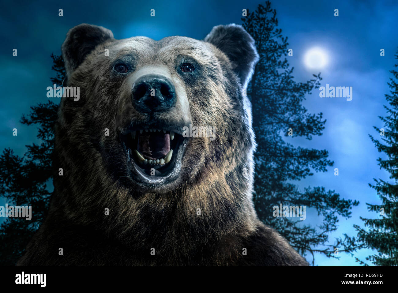 L'ours grizzli brun tête dans la forêt. Un ours avec une bouche ouverte. Clair de lune et d'arbres sur l'arrière-plan. Banque D'Images