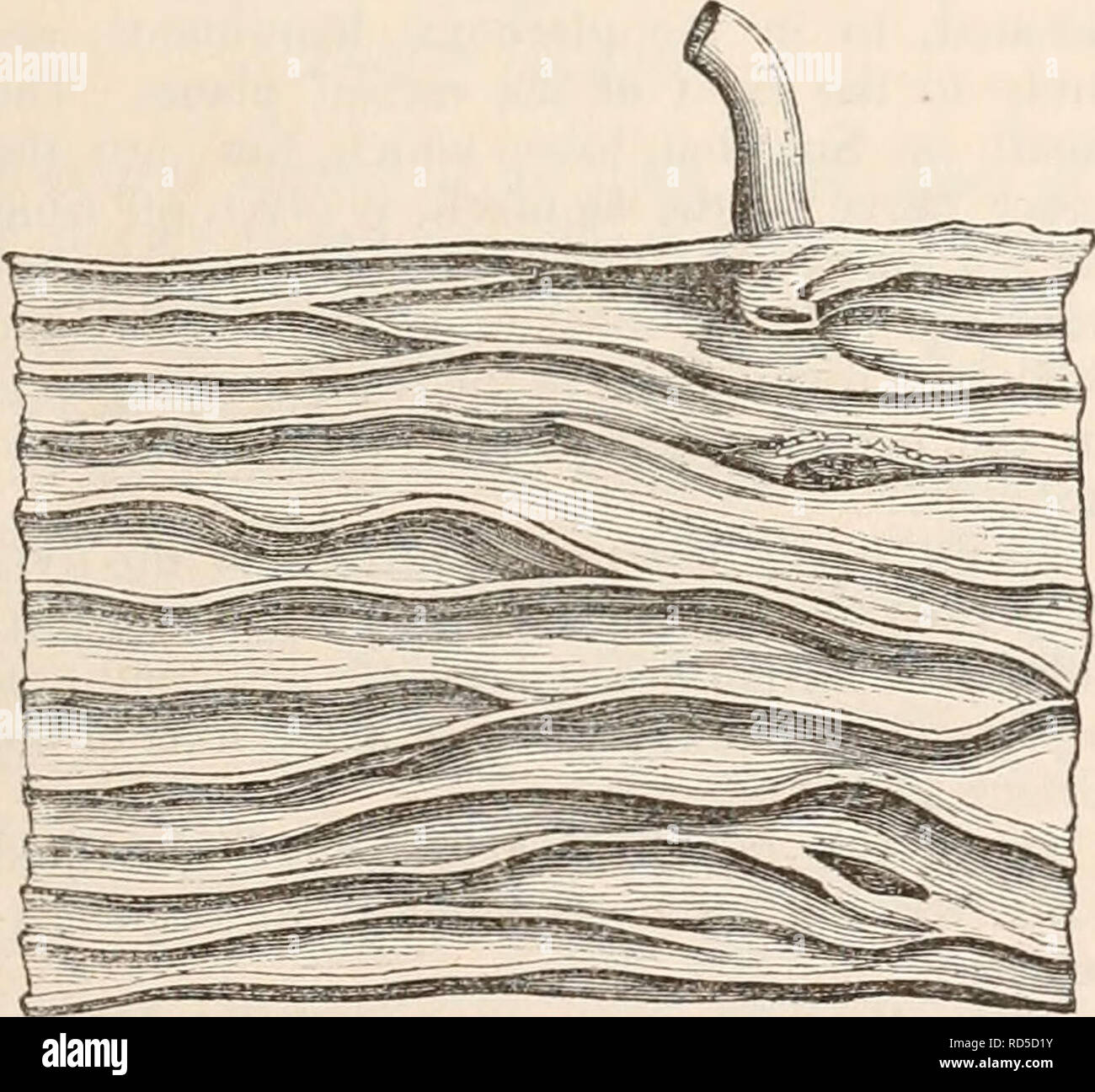 . La cyclopaedia d'anatomie et physiologie. Anatomie ; physiologie ; Zoologie. MARSUPIAL ! A. un repli du péritoine a continué à partir de la con- vexity en fonction de sa courbe. J'ai trouvé le ccecum chez cette espèce disposé dans une courbe en spirale dans la région lombaire gauche : le côlon est monté un peu en face de l'estomac, de la réception d'une branche de l'artère mésentérique supérieure, et a ensuite continué tout droit jusqu'à l'anus ; ainsi, nous sommes de nouveau rappelé du caractère ovipare par la brièveté du gros intestin. Dans l'animal. taguanoides le duodénum est lié à la région iliaque, comme dans le Da- syure ; Banque D'Images