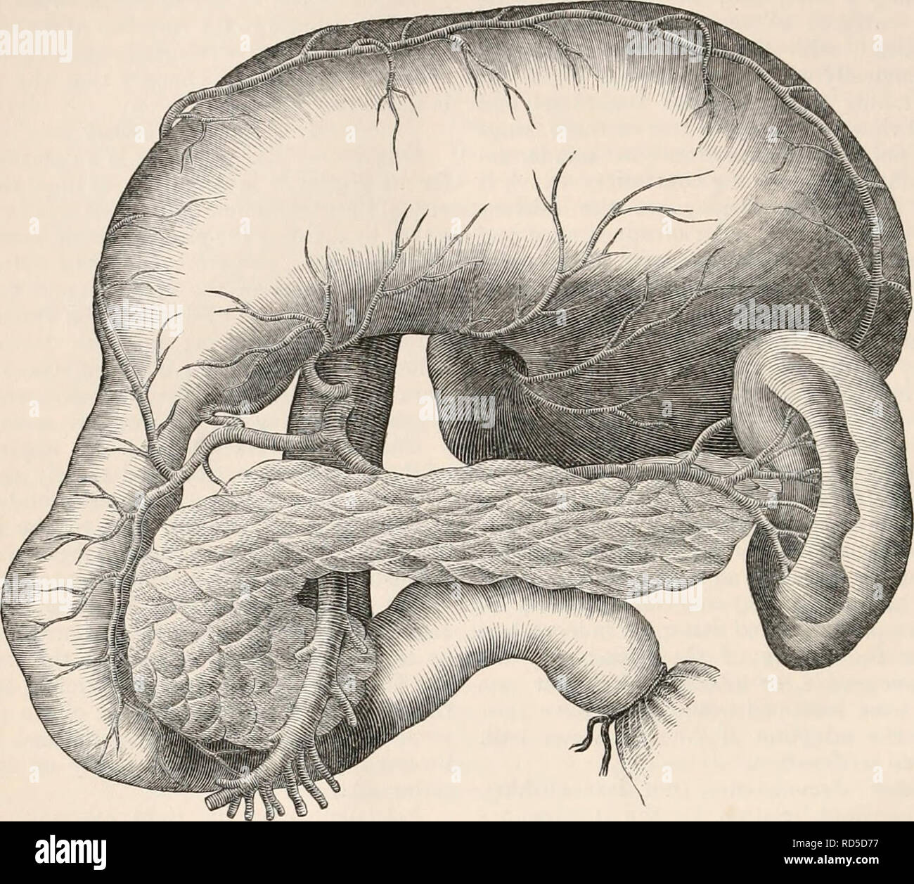 . La cyclopaedia d'anatomie et physiologie. Anatomie ; physiologie ; Zoologie. 82 PANCRÉAS. entièrement disséqué, il présente les cardinaux par exemple, le sillon longitudinal occupé et dépressions correspondant à eux, comme, par la veine splénique et gorge profonde à la Fig. 51.. Les pancréas, sliou-n in situ par vomir le suliject où la courbure de la tête du puits particulièrement illustré. qui l'artère mésentérique supérieure et la veine portae sont reçus. En face c'est en rapport avec la face postérieure de l'estomac, qui repose sur elle à vide (tanquam pulvinar, Scemm.), et Banque D'Images