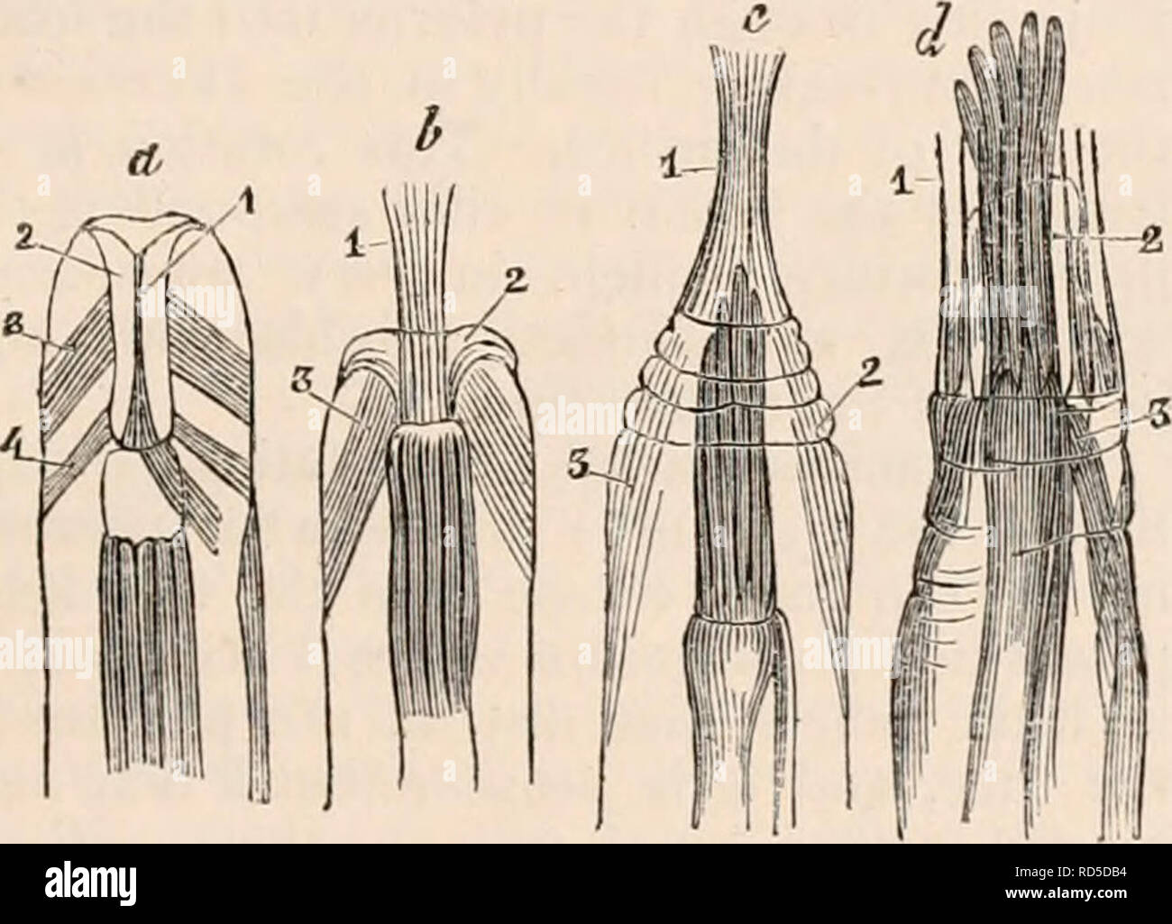 . La cyclopaedia d'anatomie et physiologie. Anatomie ; physiologie ; Zoologie. POLYPIFERA. Les filaments ont une surface lisse et la transparence de l'eau, et selon les plus hauts pouvoirs de l'actuel ni d'un microscope apparaissent- ance de contre-marques, ni d'une système d'organiser des globules. Ces muscles, bien qu'apparemment attaché à la paroi interne de la cellule, doivent encore l'parietes membraneuses du corps interposé entre leur inser- tions et ces murs. Dans la partie inférieure du tégument est seulement à l'occasion vu séparé de l'enceinte de la cellule, mais au-dessus il peut être facilement discernable Banque D'Images