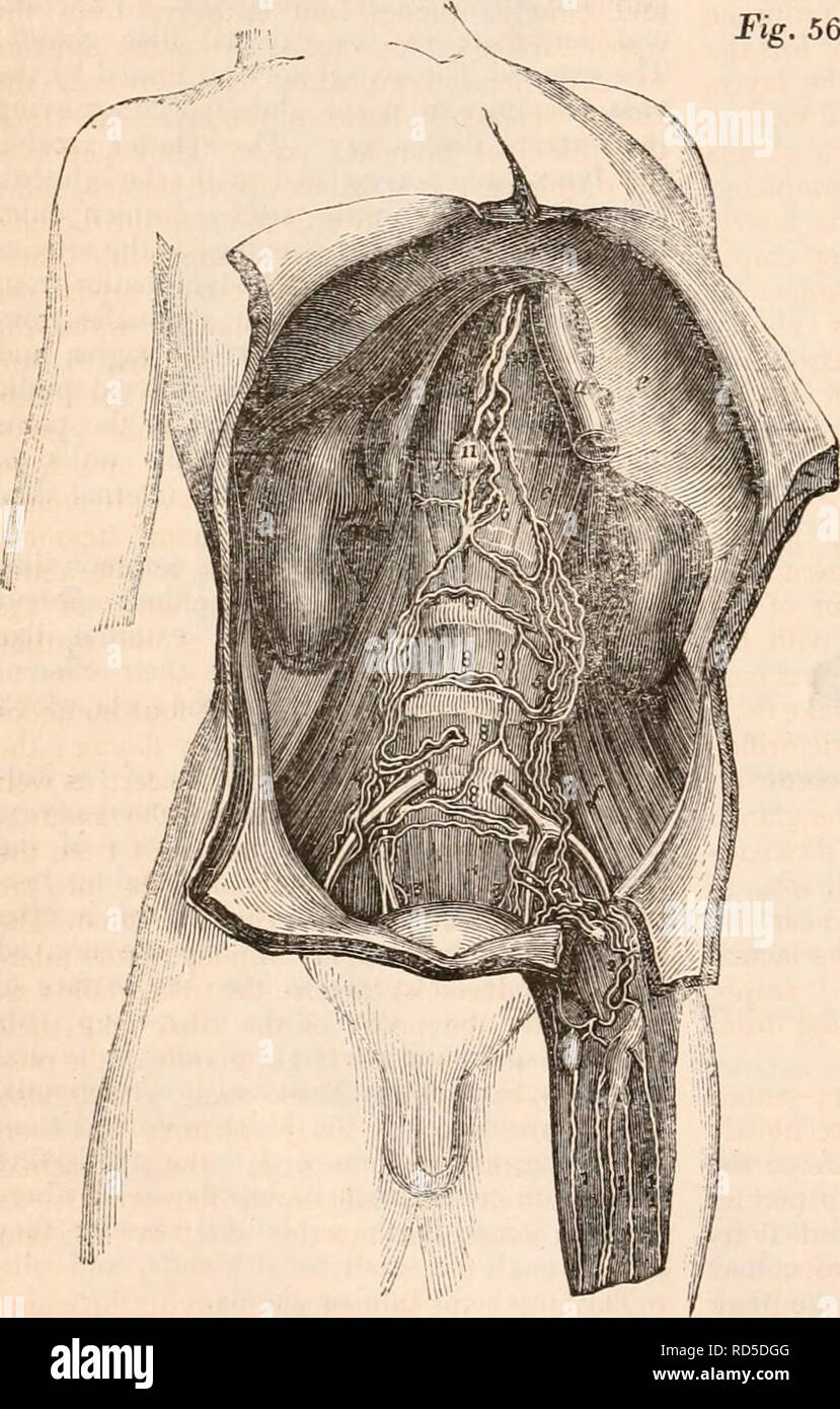 . La cyclopaedia d'anatomie et physiologie. Anatomie ; physiologie ; Zoologie. 228 et lymphatique SYSTÈME LACTÉE. et du rectum, prendre un peu la '•cours de l'artère mésentérique inférieure et ses branches ; ils passent par leurs glandes appropriées, et sont finalement reçus par les glandes. Le vasa efferentia des glandes lombaires ne peut pas être dit pour recevoir le contenu de tous les vaisseaux et les glandes décrites jusqu'ici ; en fait, ils se vident dans les principaux canaux lymphatiques par dont l'Union européenne le canal thoracique est formé, ou dans le conduit lui-même peu après sa création. Le princip Banque D'Images