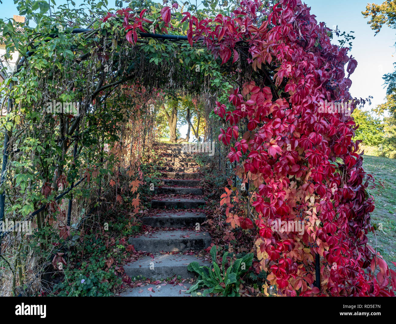 Passage couvert par la pluie d'or, Laburnum anagyroides, séché à l'automne (à gauche), feuilles de rose, 'jardin' Heilpflanzengarten, Celle, Allemagne Banque D'Images