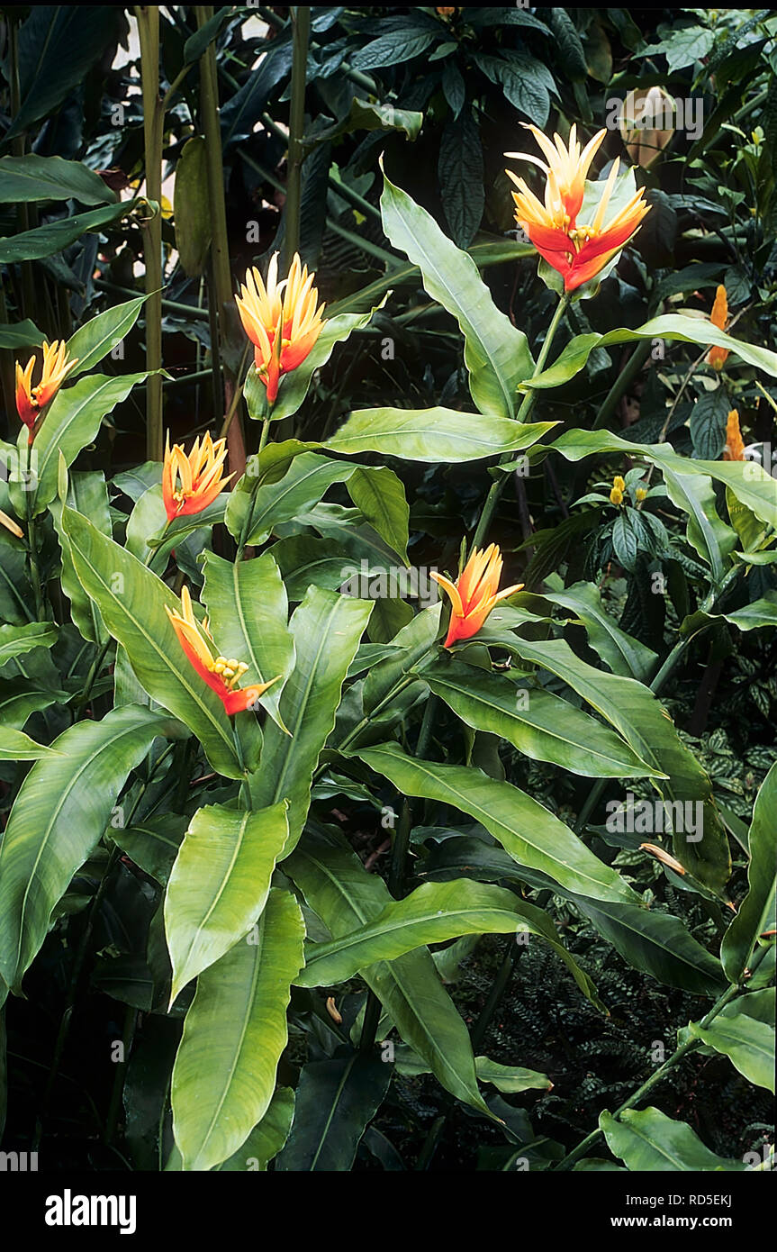 Helliconia psittacorum poussant dans un environnement tropical Banque D'Images