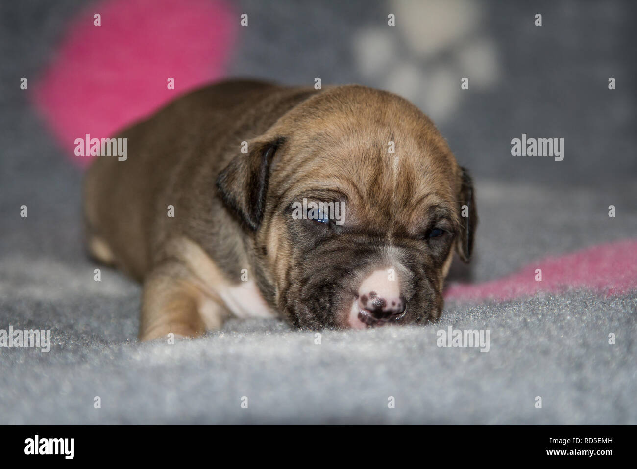 Chiot Bulldog âgé de 17 jours Banque D'Images