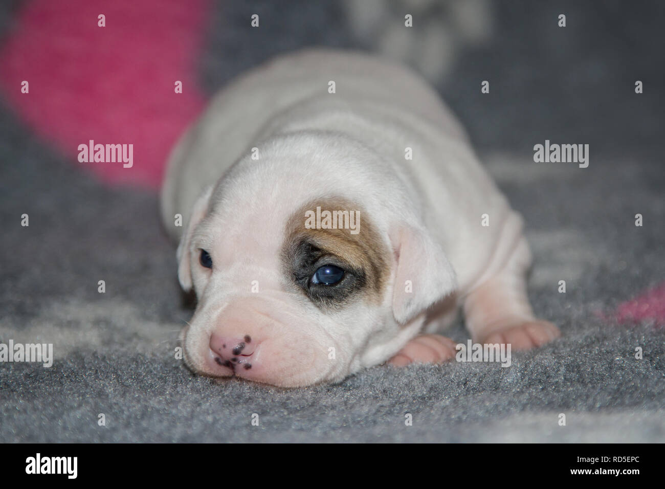 17 jours Pit Bull Terrier puppy Banque D'Images
