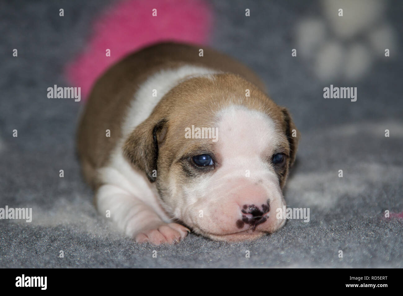 17 jours Pit Bull Terrier puppy Banque D'Images