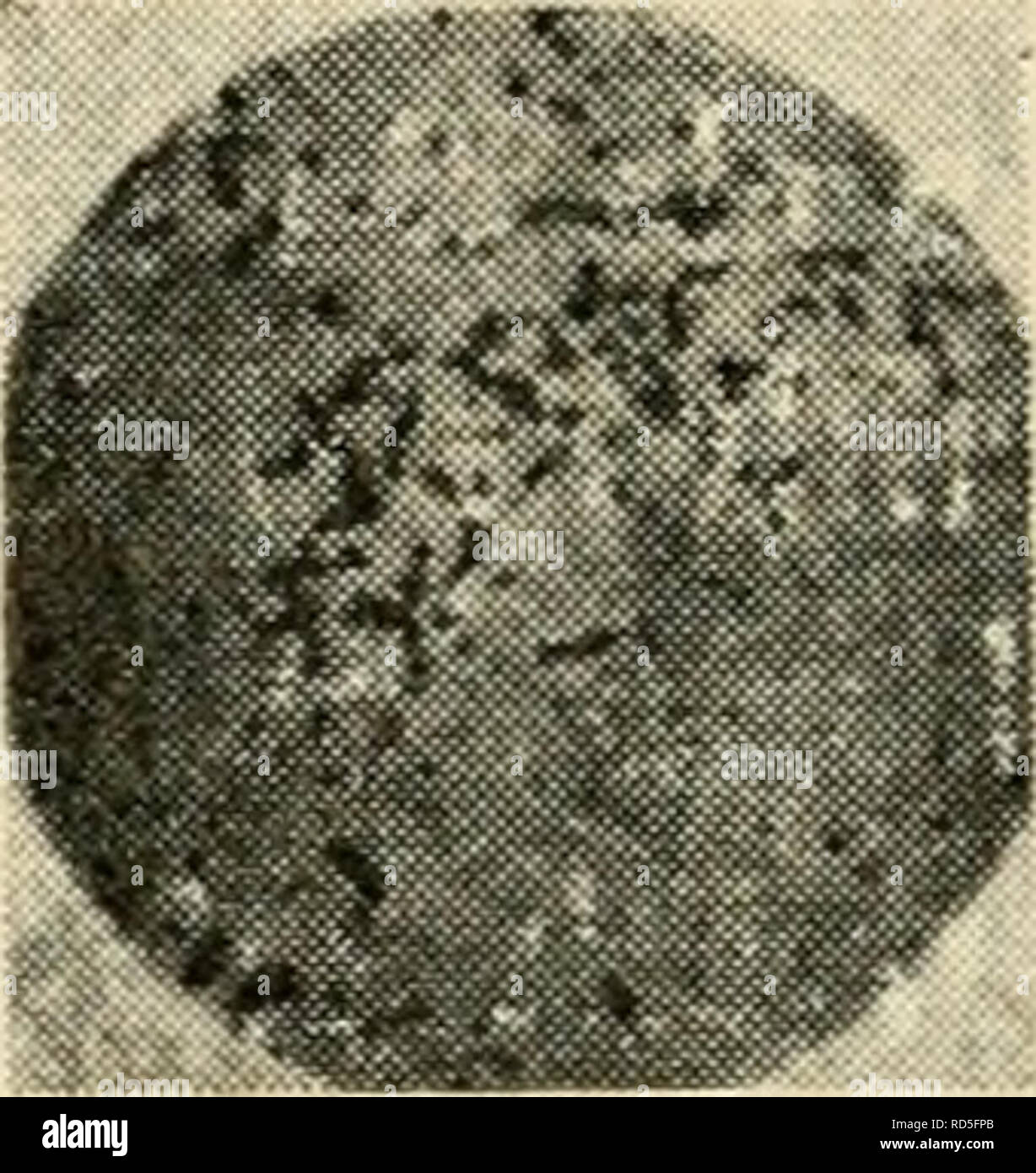 . Le microscope électronique, son développement, le rendement actuel et les possibilités futures. Les microscopes électroniques. ^ (a) B. Subtilis •. (B) La typhoïde Fig. 28. Germe typhoïde et Bacillus subtilis micrographies et densité. Pour l'instant est toujours une tâche difficile et plutôt incertaine, et dans le cas de petits objets leur théorie nécessite une correction pour les raisons décrites au chapitre 6. Le biologiste doit obtenir suffisamment de renseignements dans la plupart des cas de quelques micrographies électroniques qui montrent les bacilles dans différentes positions ou directement à partir d'images stéréoscopiques les micrographies électroniques. Par th Banque D'Images