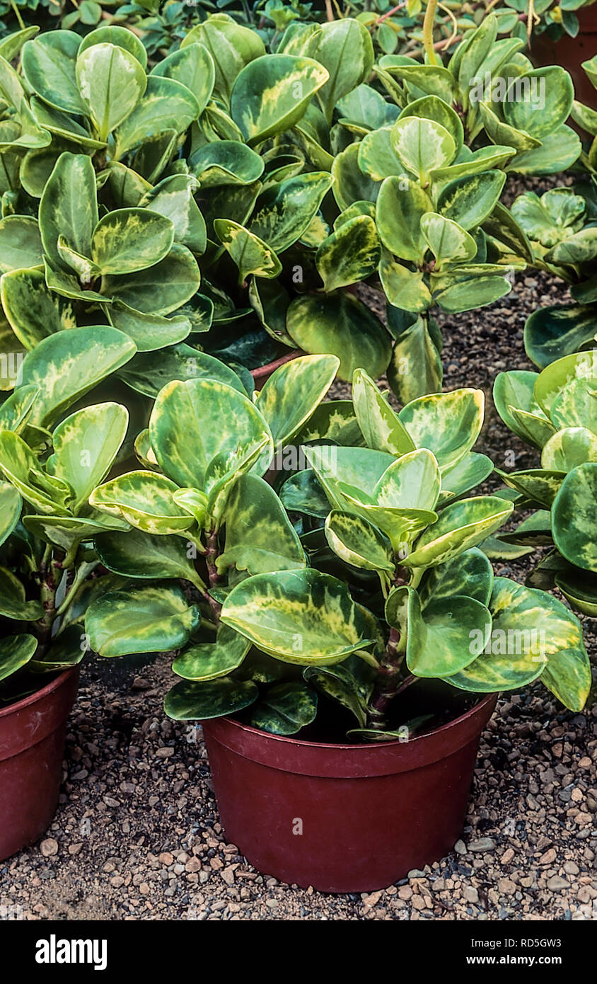 Magnoliafolia Peperomia 'Golden Gate' ou Peperomia obtusifolia illustré dans des pots de plus en plus coriace Cette plante a des feuilles vert terne avec des marges jaunes Banque D'Images