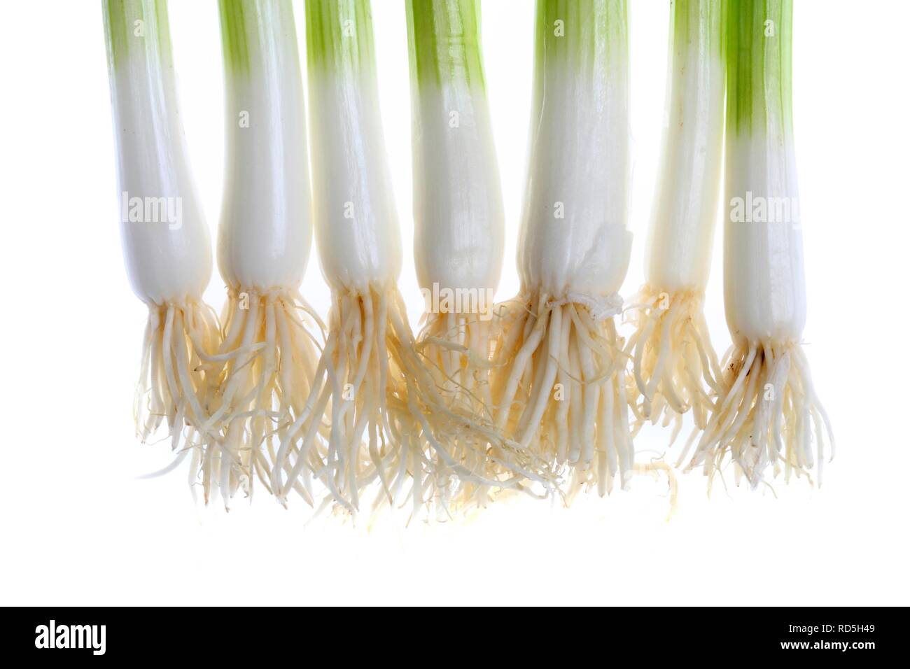 Le gallois l'oignon, l'oignon vert, l'oignon de printemps, escallion ou salade, oignon (Allium fistulosum) Banque D'Images