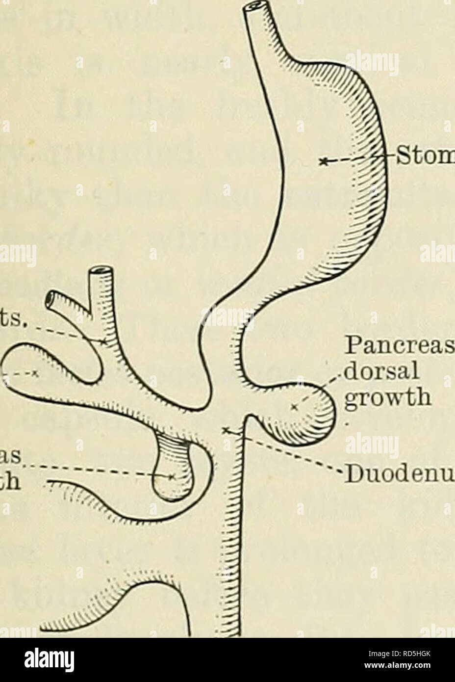 . Cunningham's Text-book de l'anatomie. Anatomie. jDiaphragm ligne traverse la rate pancréas mésogastre messines supérieure- teric duodénum inférieur de l'artère du côlon messines- teric le mésentère artère aorte Fig. 977.- -Deux diagrammes pour illustrer le développement de le canal intestinal. La figure de droite montre la rotation de l'anse intestinale autour de l'artère mésentérique supérieure. Dans les deux cas les articles sont censés être vue depuis le côté gauche. constituent le canal biliaire dans le foie. Trabeculse adjacentes deviennent organisées en la forme d'un lobule, chacune avec un canal vasculaire dans son intérieur Banque D'Images