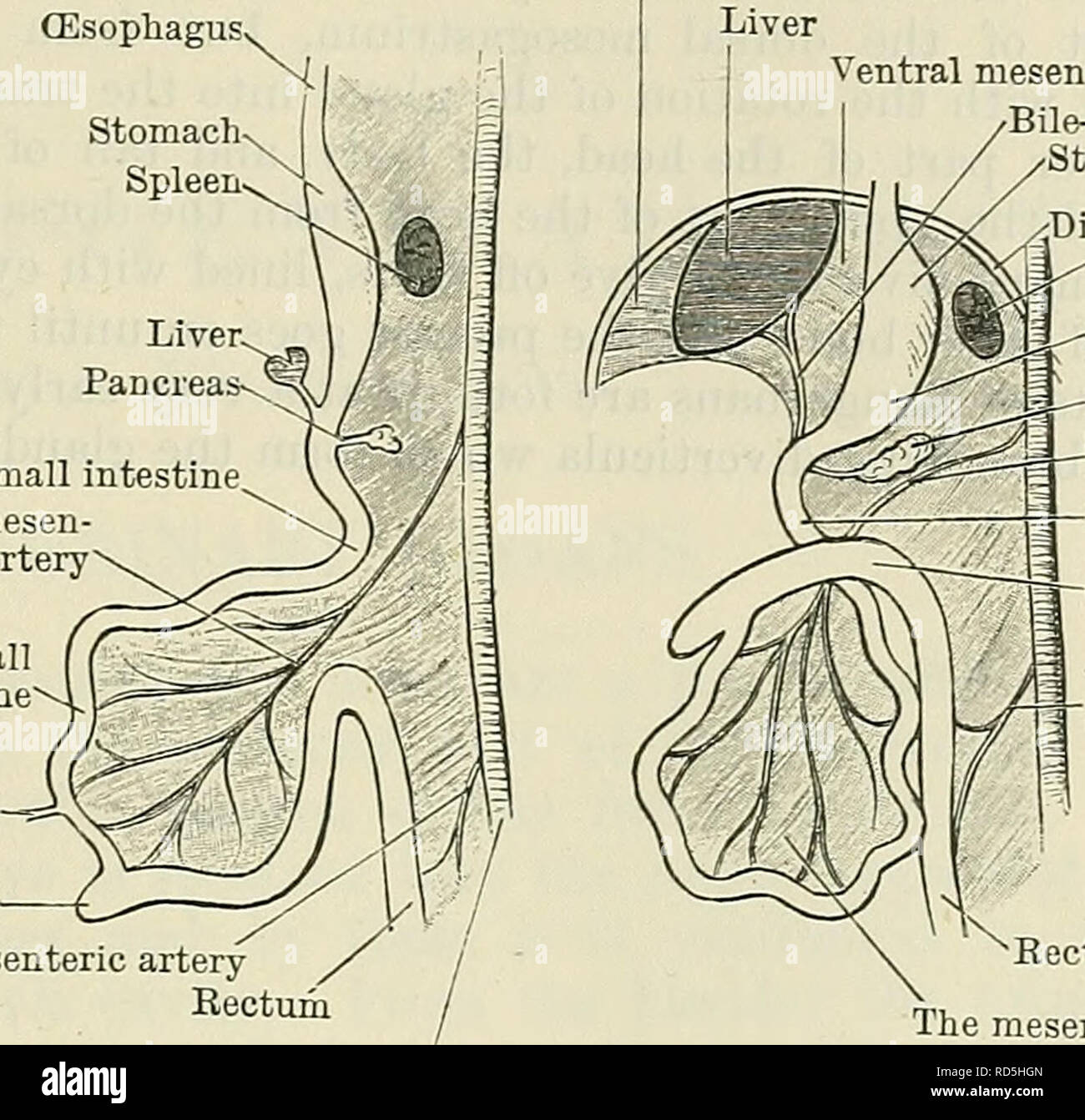 . Cunningham's Text-book de l'anatomie. L'anatomie. Développement de l'LIVEE ET PANCEEAS. 1255 (de l'Œsophage. La rate estomac. L'intestin grêle supérieur messines- artère vitelline teric petit intestin caecum conduit d'artère mésentérique inférieure ventrale du rectum foie mésentère mésentère ventral du canal biliaire estomac. jDiaphragm ligne traverse la rate pancréas mésogastre messines supérieure- teric duodénum inférieur de l'artère du côlon messines- teric le mésentère artère aorte Fig. 977.- -Deux diagrammes pour illustrer le développement de le canal intestinal. La figure de droite montre la rotation de l'anse intestinale autour du s Banque D'Images