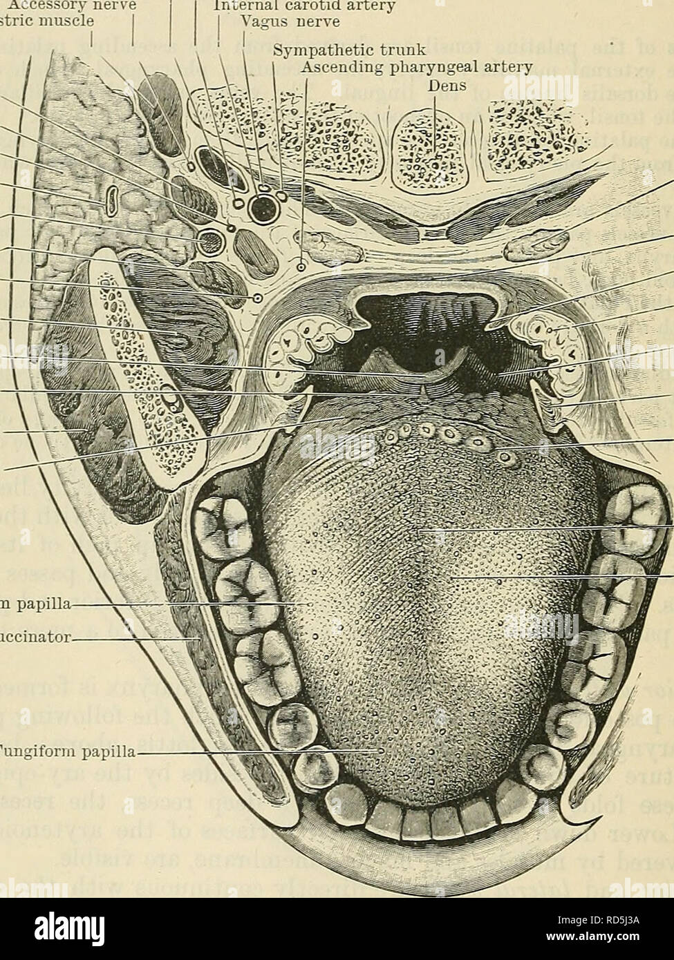 . Cunningham's Textbook de l'anatomie. L'anatomie. 1148 LE SYSTÈME
