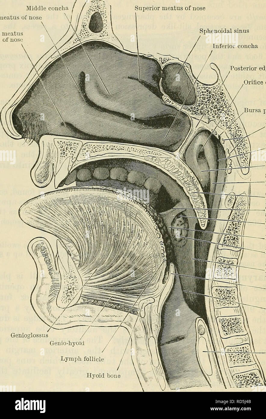 . Cunningham's Text-book de l'anatomie. L'anatomie. 1144 LE SYSTÈME DIGESTIF. L'occasion, osteum pharyngeuni est d'un ovale ou slit4forme ike, avec bords en pente, mais la forme triangulaire décrit ci-dessus est beaucoup plus courante. Immédiatement en arrière de chaque osteum pharyngeum pharyngeus recessus est vu l'O.T. (évidement latérale du pharynx ou fossa de Rosenmiiller), une dépression presque verticale de profondeur (Fig. 903 et 905), qui s'étend vers l'extérieur sous la forme d'un diverticule de l'étui ou aplatie. Milieu Milieu de Concha Méat Méat inférieur du nez nez de méat supérieure du nez Banque D'Images