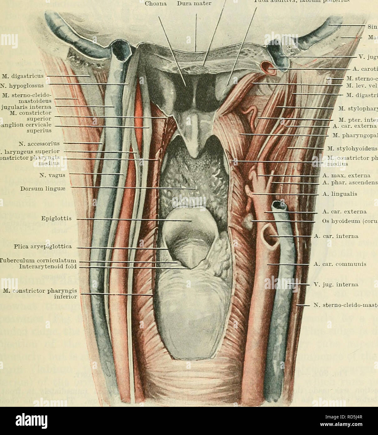 . Cunningham's Text-book de l'anatomie. L'anatomie. Le PHAKYNX. 1141 (segment partie nasale), à partir de la marge postérieure de la cloison du nez à sa partie inférieure horizontalement vers l'arrière, mesure 15 à 18 mm., et que du segment central, à partir de la glosso- arches palatine à la paroi postérieure, environ 10 mm. En dessous de ce niveau, la partie antérieure et pos- ajjproach progressivement les murs e résultats t l'un l'autre, jusqu'à ce que, sous l'orifice du larynx, ils sont en contact avec l'autre. La largeur transversale du pharynx varie aussi considérablement. Juste au-dessous de la base du crâne, la cavité est vaste, puisqu'il n'y Banque D'Images