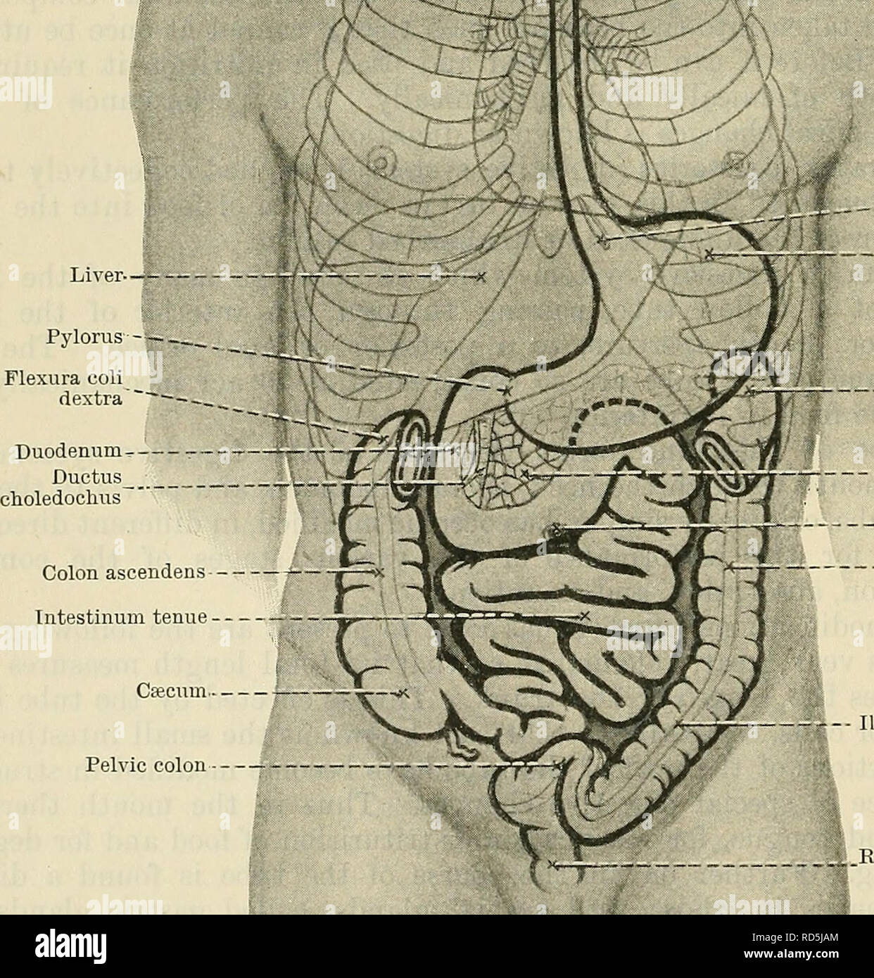 Cunningham's Text-book de l'anatomie. L'anatomie. -- Fer nasalis pharyngis  -Cavum oris proprium Pars oralis pharyngis I - (de l'Œsophage. Fundus de  l'estomac Cardia "Flexura coli r sinistra . -Position de l'ombilic