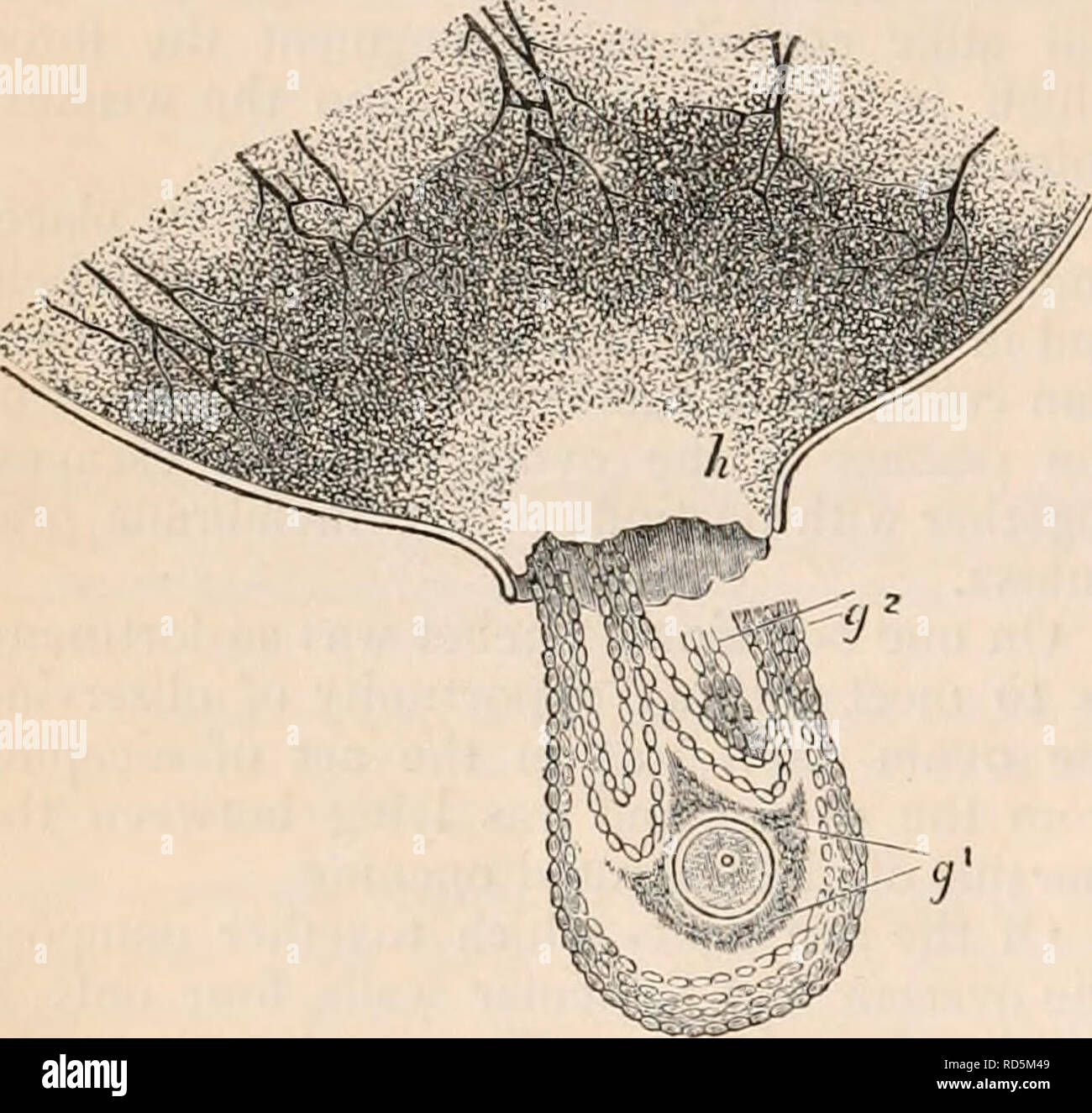 . La cyclopaedia d'anatomie et physiologie. Anatomie ; physiologie ; Zoologie. 560 l'utérus et ses appendices. cess se produit chez le lapin. Ici est représenté une partie d'une vésicule de Graaf mûrs, qui était sur le point de décharger un ovule. Le follicule, après avoir été disséqués de l'ovaire, a été soumis à une légère pression latérale dans le compressorium, par laquelle le follicule a éclaté au point (//) Préparation de rup- ture. L'ovisac a fait place à la mince- nest point, et l'ovule, entouré par la granulosa tunica (g, 1.), et glisser après elle des parties de l'retmacuia (g, Banque D'Images