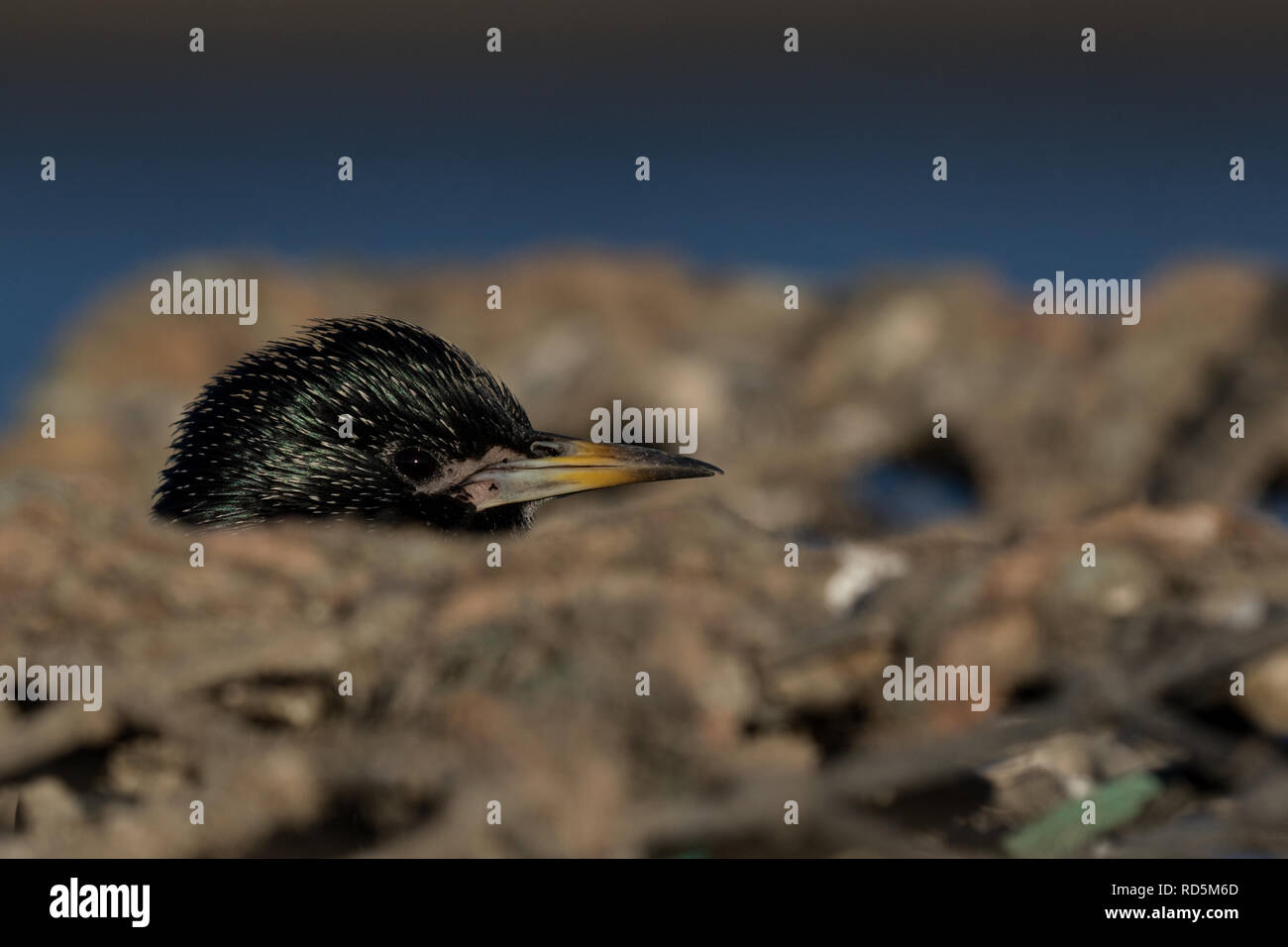 Starling sur les casiers Banque D'Images