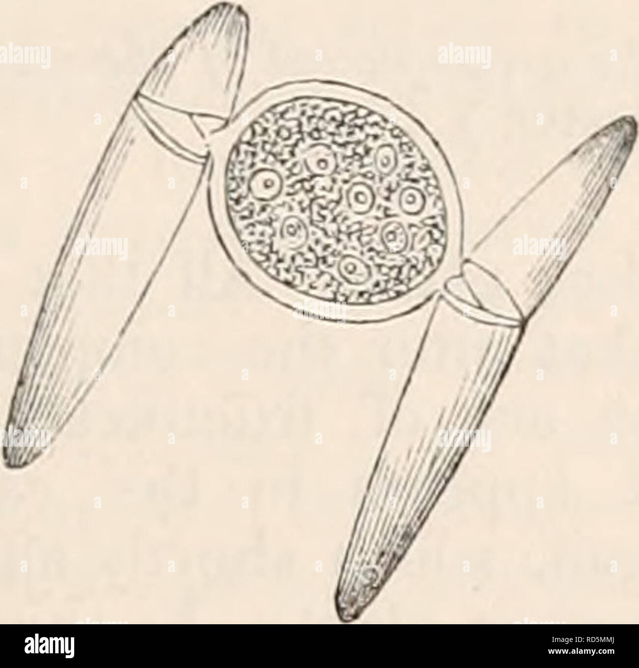. La cyclopaedia d'anatomie et physiologie. Anatomie ; physiologie ; Zoologie. La reproduction, de légumes Légumes (ovule). 219 brane.* Lorsque deux frondes sont sur le point de con- jugate, ils se placent parallèlement et op- de composites eux, avec leurs visages concaves sur- face. Nous aimerions maintenant que la membrane cellulaire partiellement fait des concessions en ligne ci-dessus mentionné, les deux moitiés de chaque Clostcrium séparant légèrement sur le côté opposé à ses concitoyens, mais rester au contact de l'autre sicle. Les ouvertures sont observés sous peu d'être occupés par des projections de coussin de la membrane externe, dans lequel sque Banque D'Images
