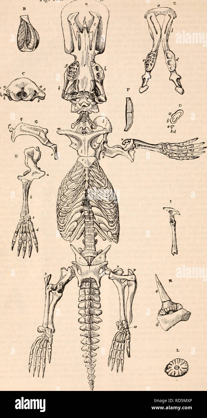 . La cyclopaedia d'anatomie et physiologie. Anatomie ; physiologie ; Zoologie. 372 cochon. 173 INDUSTRIEL MONOTREMATA. A. Squelette du Ormthorhynehut. ( Iléal.). Veuillez noter que ces images sont extraites de la page numérisée des images qui peuvent avoir été retouchées numériquement pour plus de lisibilité - coloration et l'aspect de ces illustrations ne peut pas parfaitement ressembler à l'œuvre originale.. Todd, Robert Bentley, 1809-1860. Londres, Sherwood, Gilbert, et Piper Banque D'Images