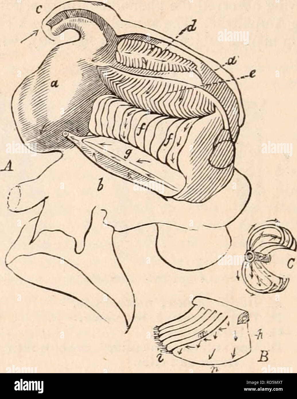 . La cyclopaedia d'anatomie et physiologie. Anatomie ; physiologie ; Zoologie. Buccinum undatum. cet ordre. Les branchies, comme décrit par Cuvier, sont fixés à la toiture d'un bran- chial cavité ou évidement formé entre l'homme- tle (", a) et de la partie supérieure du corps (b) dans le dernier tour de la coquille, et l'ouverture en avant par une large fente. À l'extrémité gauche de la fente le bord du manteau est prolongée sous la forme d'une rainure (c) prolongation, qui est appelé le syphon, et est déposée dans une rainure correspondante de la coquille. Décrochage Sur le toit de la cavité branchiale du côté gauche, un Banque D'Images